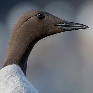 Farne Islands - Guillemot
